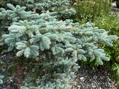Picea pungens