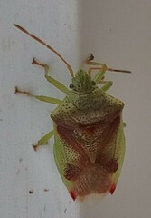 Elasmostethus interstinctus