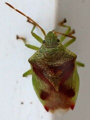 Elasmostethus interstinctus