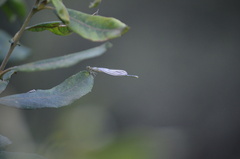 Erythromma