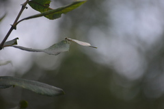 Erythromma