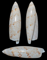 Terebellum terebellum