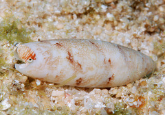 Terebellum terebellum