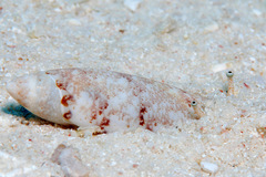 Terebellum terebellum
