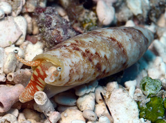 Terebellum terebellum