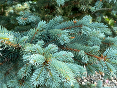 Picea pungens