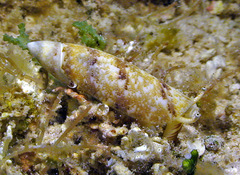 Terebellum terebellum