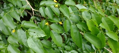 Pterocarpus indicus