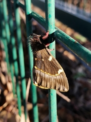 Paradirphia fumosa