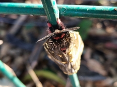 Paradirphia fumosa
