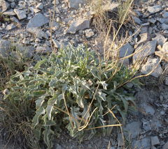 Matthiola daghestanica