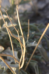 Matthiola daghestanica