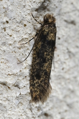 Niditinea fuscella