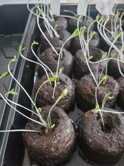 Lactuca sativa longifolia