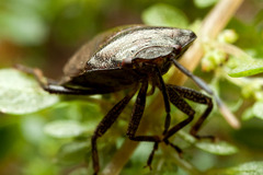 Pentatomidae