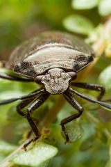 Pentatomidae
