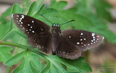 Pholisora