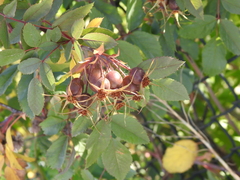 Rosa glauca
