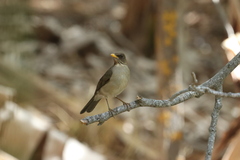 Turdus amaurochalinus