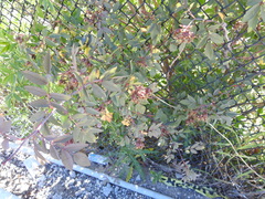 Rosa glauca