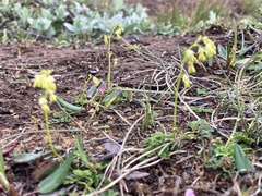 Thalictrum alpinum