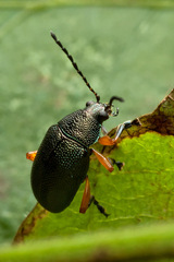 Nodocolaspis tarsata