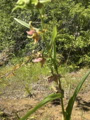Epipactis gigantea