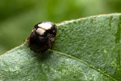 Hemiptera