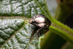 Hemiptera