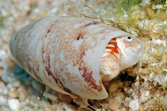 Terebellum terebellum
