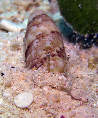 Terebellum terebellum
