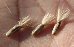 Rhaponticoides razdorskyi