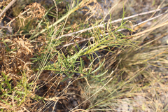 Rhaponticoides razdorskyi