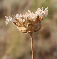 Rhaponticoides razdorskyi
