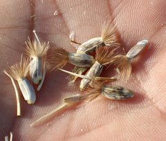 Rhaponticoides razdorskyi