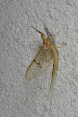 Ephemera vulgata