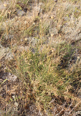 Rhaponticoides razdorskyi