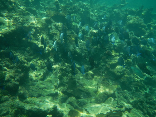 Blue Tang