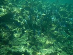 Blue Tang