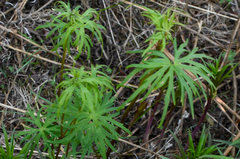 Aconitum delphiniifolium