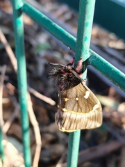 Paradirphia fumosa