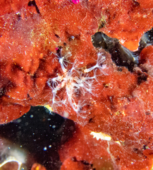 Cornularia cornucopiae