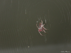 Eriophora edax