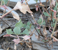 Silene chlorifolia