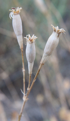 Silene chlorifolia