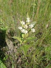 Asclepias ovalifolia