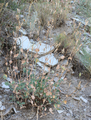 Silene chlorifolia