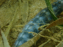 Synapta maculata