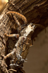 Desmiphora cirrosa