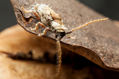 Desmiphora cirrosa